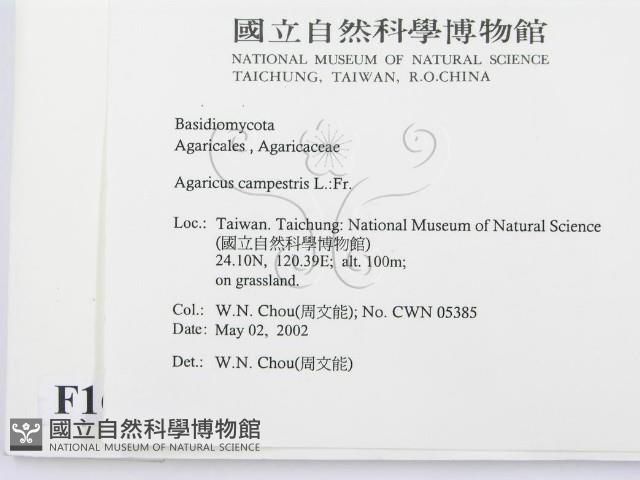 四孢蘑菇藏品圖，第2張