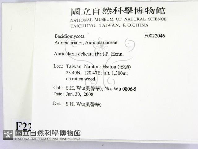 皺木耳藏品圖，第2張