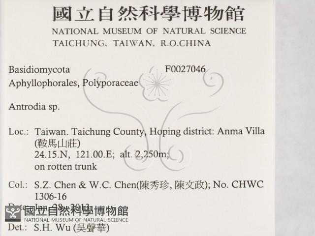 薄孔菌屬藏品圖，第2張