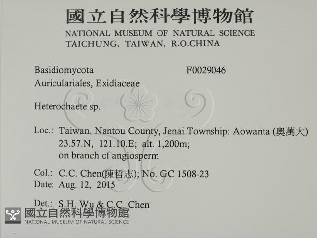 刺皮菌屬藏品圖，第2張