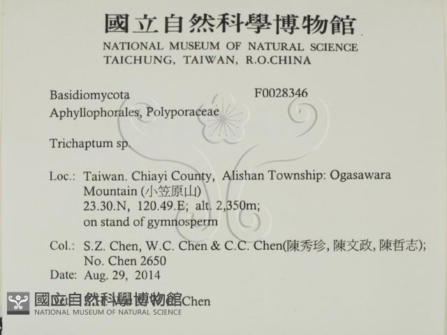 附毛菌屬藏品圖，第2張