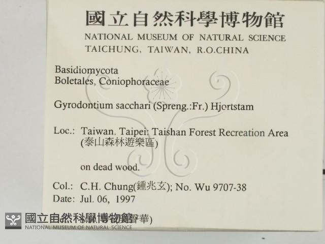 糖圓齒菌藏品圖，第2張