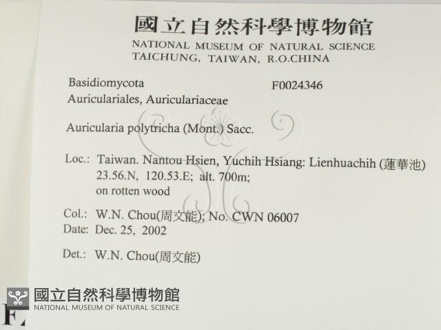 毛木耳藏品圖，第2張