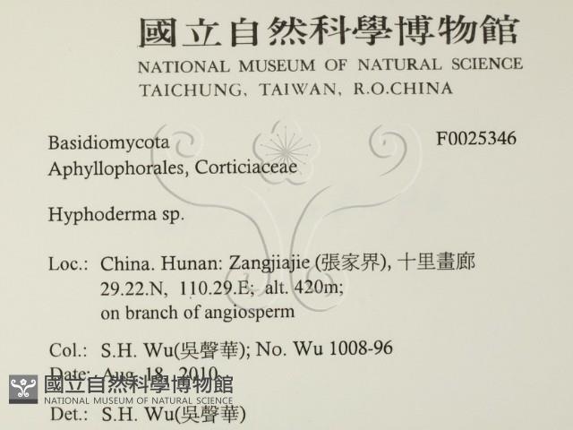絲皮菌屬藏品圖，第2張