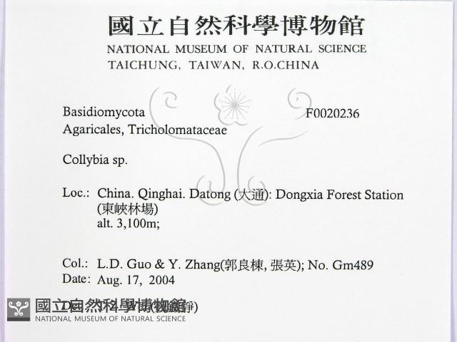 登錄號:F0020236藏品圖，第2張