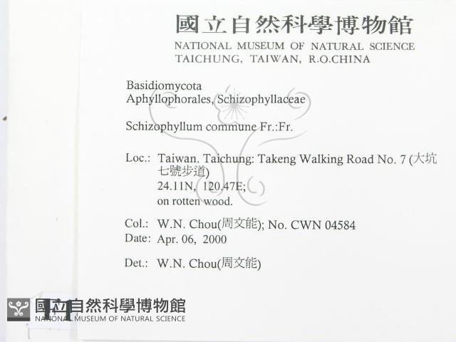 裂褶菌藏品圖，第2張