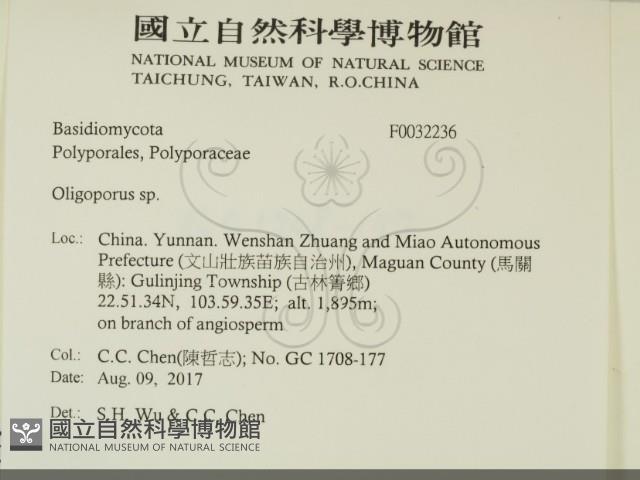 寡孔菌屬藏品圖，第2張