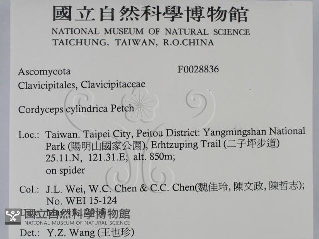 登錄號:F0028836藏品圖，第2張