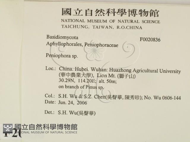 筍殼菌屬藏品圖，第2張