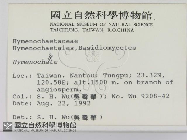 刺革菌屬藏品圖，第2張