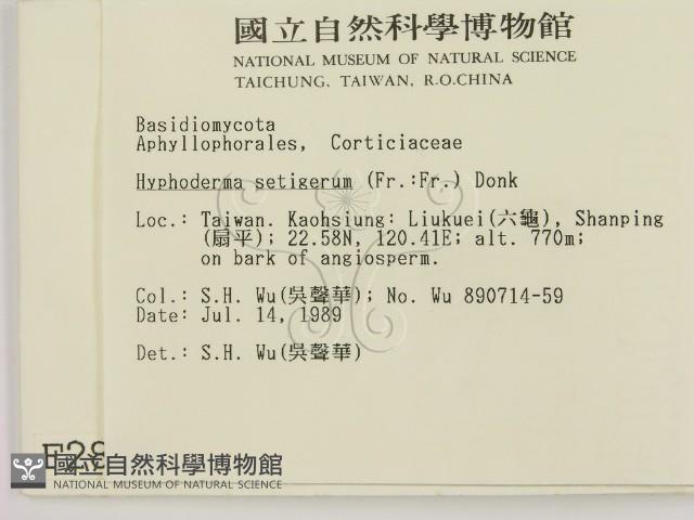 剛毛絲皮菌藏品圖，第2張