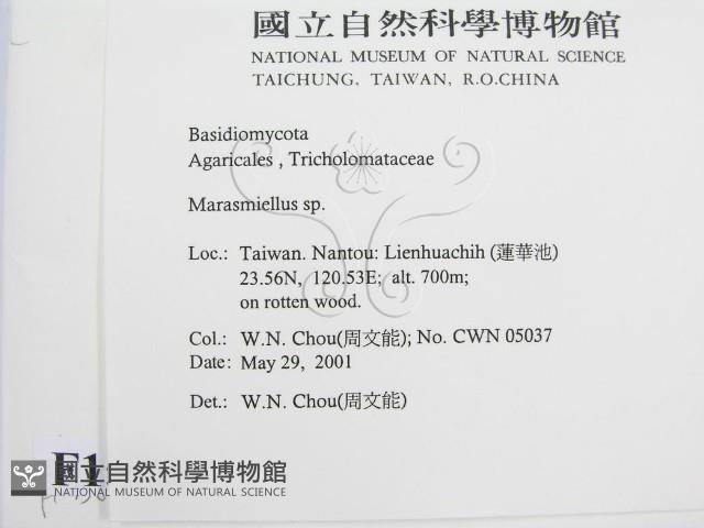 微皮傘屬藏品圖，第2張