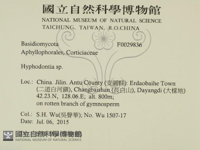 絲齒菌屬藏品圖，第2張