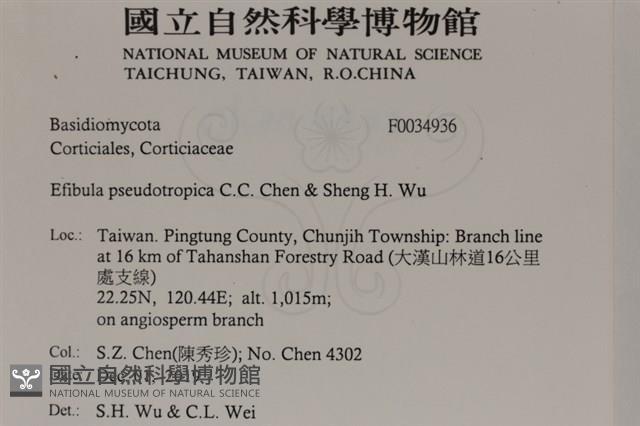 雲南無扣菌藏品圖，第2張