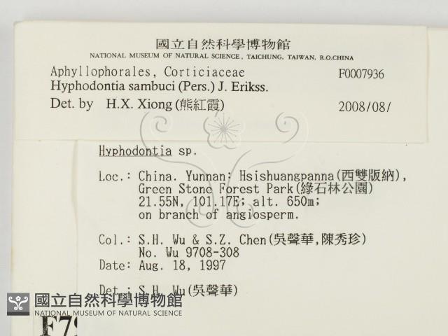 冇骨消絲齒菌藏品圖，第2張