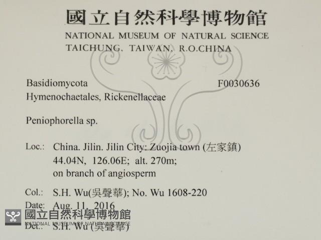 擬筍殼菌屬藏品圖，第2張