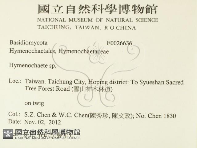 刺革菌屬藏品圖，第2張