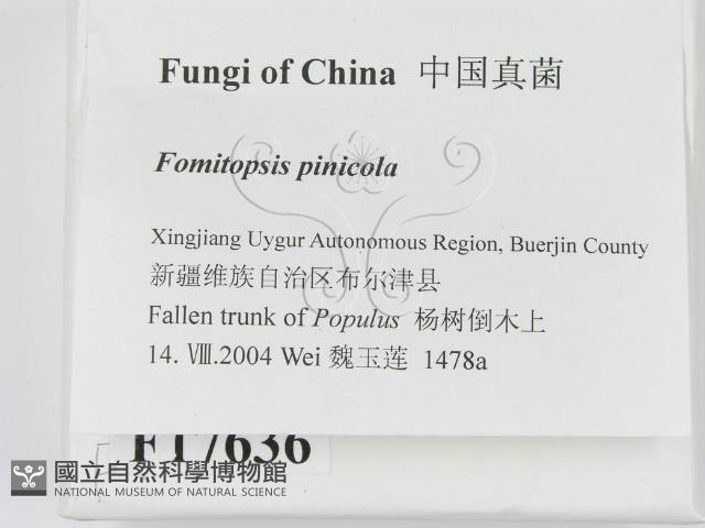 松生擬層孔菌藏品圖，第2張