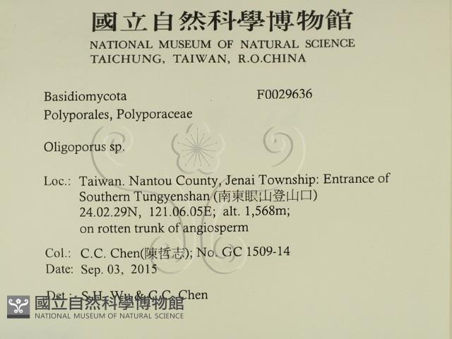 寡孔菌屬藏品圖，第2張