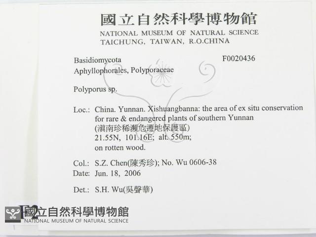 多孔菌屬藏品圖，第2張