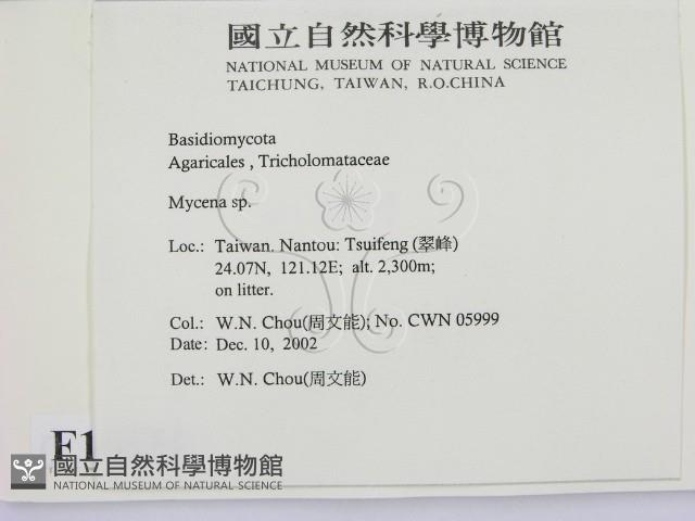 小菇屬藏品圖，第2張