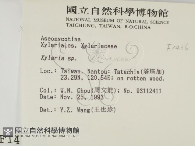 炭角菌屬藏品圖，第2張