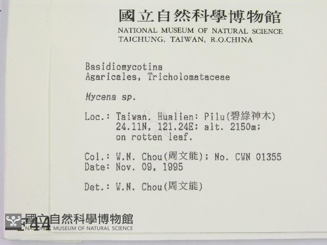 小菇屬藏品圖，第2張