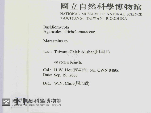 小皮傘屬藏品圖，第2張