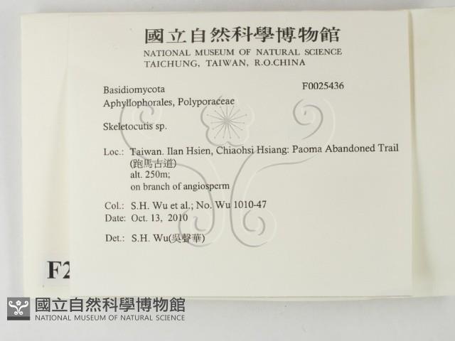 骨皮菌屬藏品圖，第2張