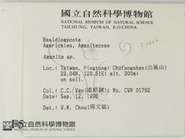 鵝膏屬藏品圖，第2張