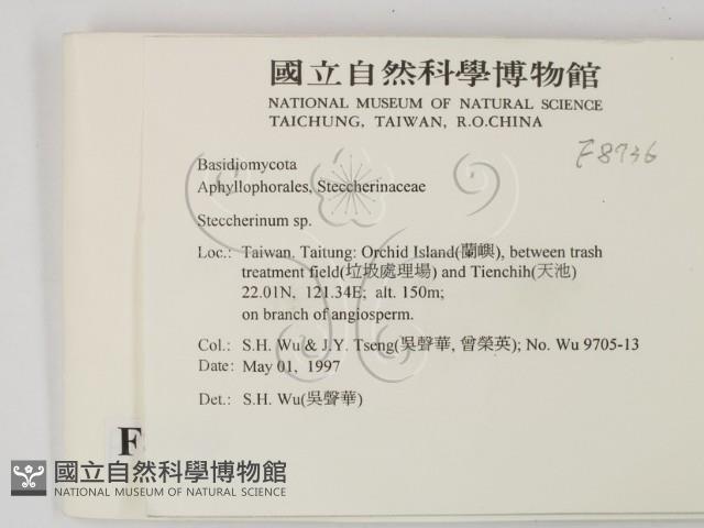 齒耳菌屬藏品圖，第2張