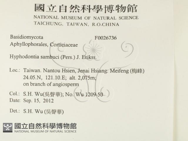 冇骨消絲齒菌藏品圖，第2張