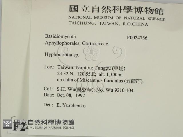 絲齒菌屬藏品圖，第2張