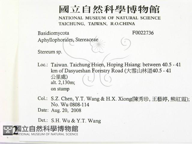 韌革菌屬藏品圖，第2張