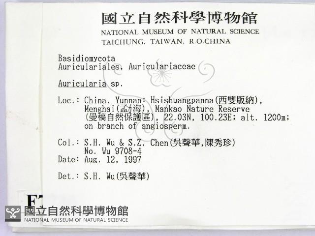 木耳屬藏品圖，第2張