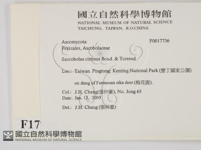 登錄號:F0017736藏品圖，第2張