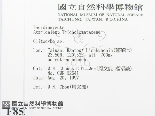 杯傘屬藏品圖，第2張