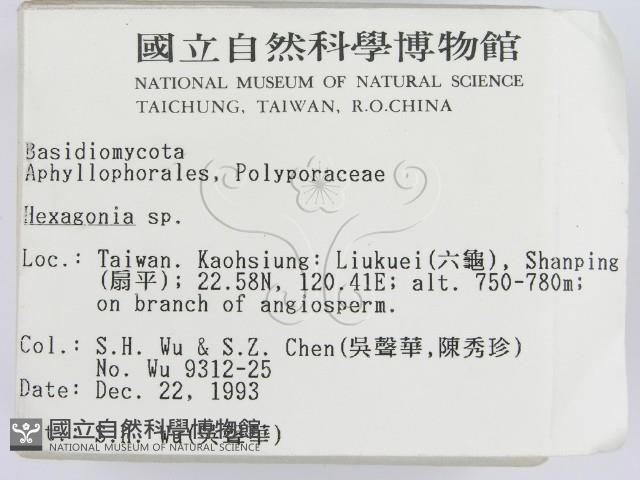 蜂窩菌屬藏品圖，第2張