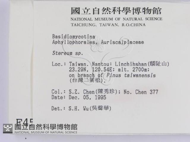 韌革菌屬藏品圖，第2張