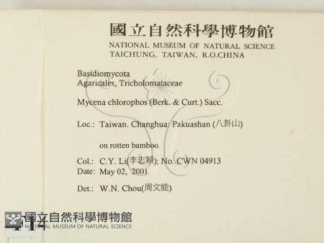 發光小菇藏品圖，第2張