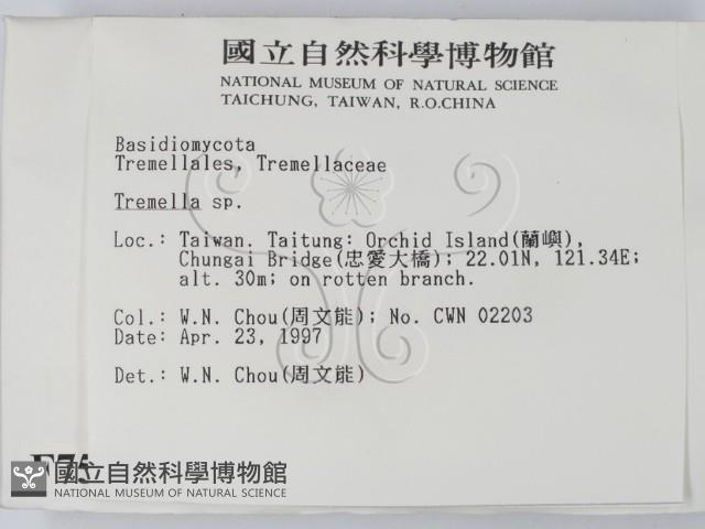 銀耳屬藏品圖，第2張