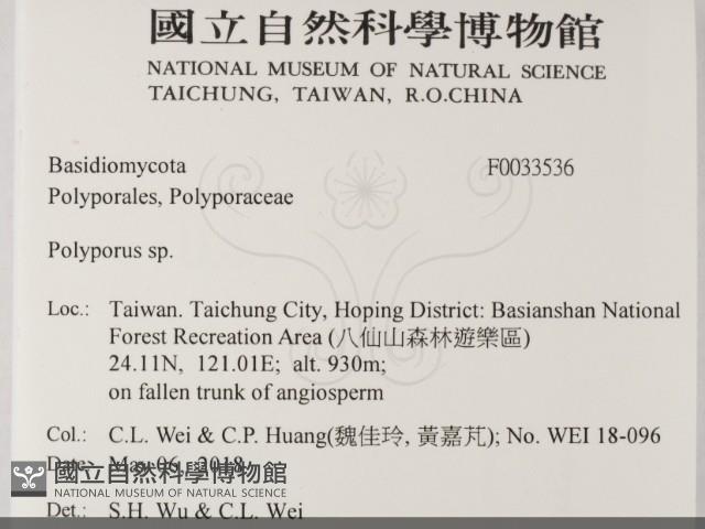 多孔菌屬藏品圖，第2張