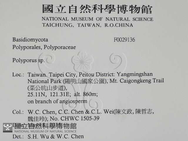 多孔菌屬藏品圖，第2張