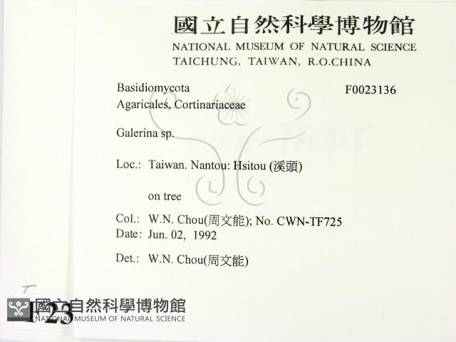 盔孢傘屬藏品圖，第2張