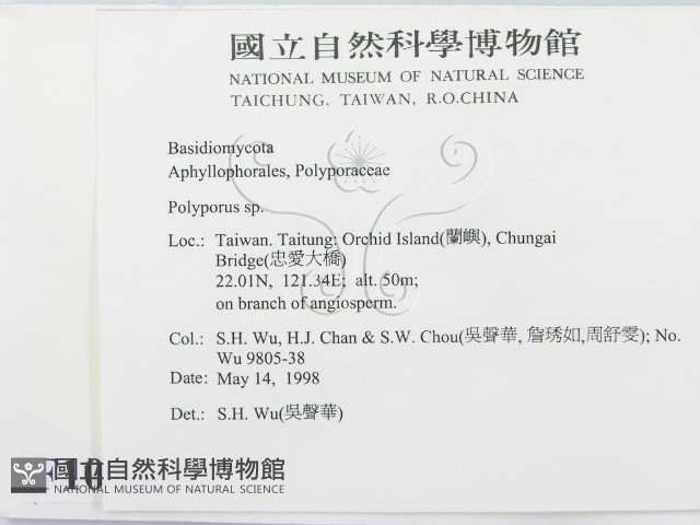 多孔菌屬藏品圖，第2張