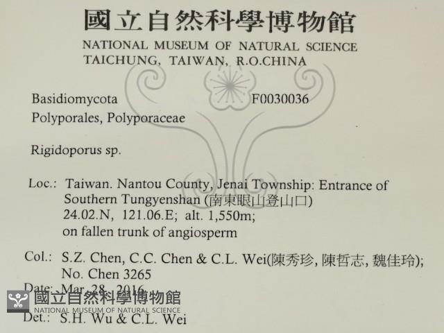 硬孔菌屬藏品圖，第2張
