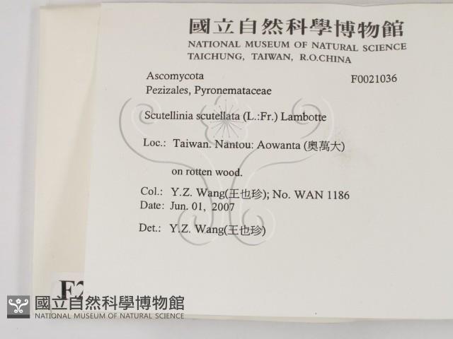 登錄號:F0021036藏品圖，第2張