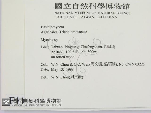 小菇屬藏品圖，第2張