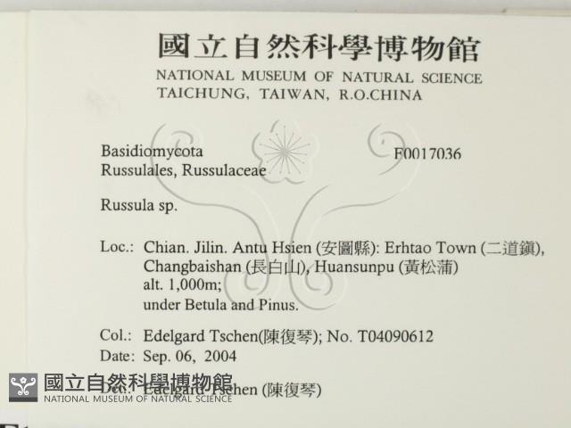 紅菇屬藏品圖，第2張