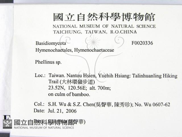木層孔菌屬藏品圖，第2張